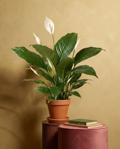 Spathiphyllum Witte Lepelplant Vivaldi