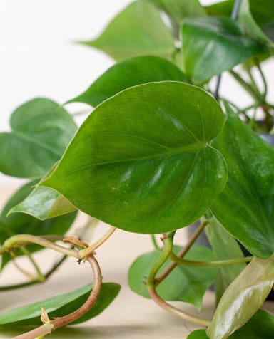 Philodendron Love tree Scandens