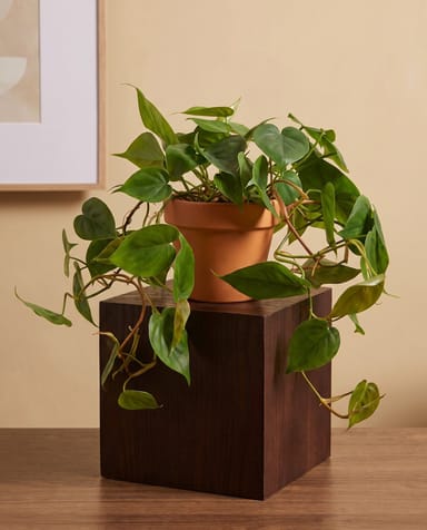 Philodendron Love tree Scandens