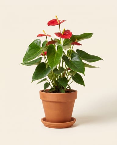 Anthurium Flamingoblumen Rood