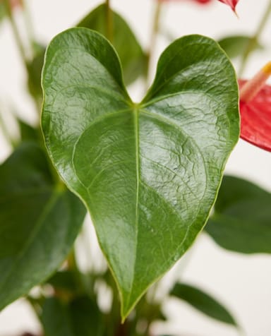 Anthurium Flamingoblumen Rood