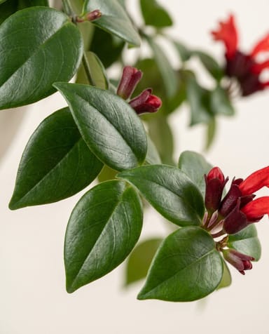 Aeschynanthus Lippenstiftpflanze Mona Lisa Hangpot