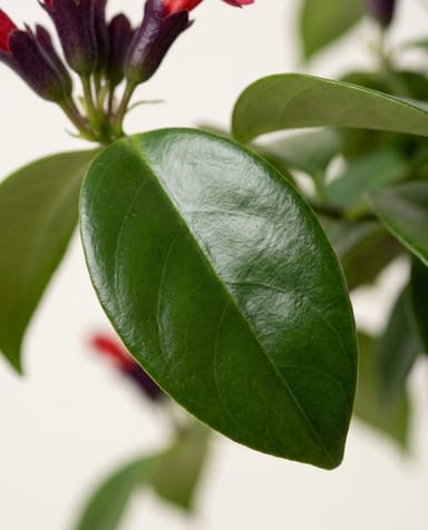 Aeschynanthus Lippenstiftpflanze Mona Lisa Hangpot