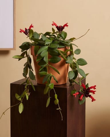 Aeschynanthus Lippenstiftpflanze Mona Lisa Hangpot