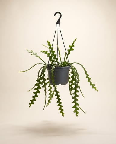 Epiphyllum Orchid cactus Anguliger