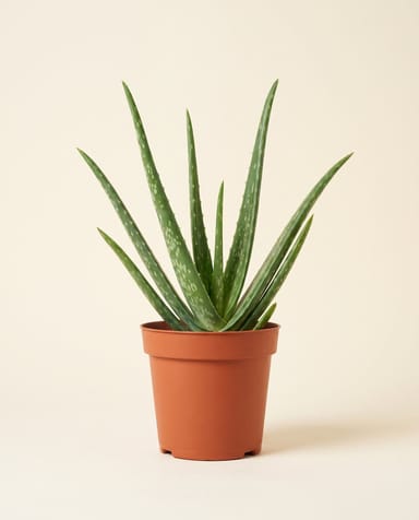 Aloe Echte Aloe Vera
