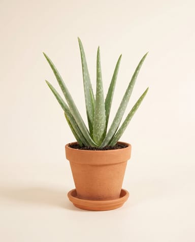 Aloe Echte Aloe Vera