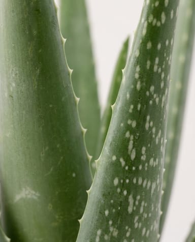 Aloe Echte Aloe Vera