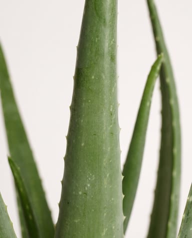 Aloe Echte Aloe Vera