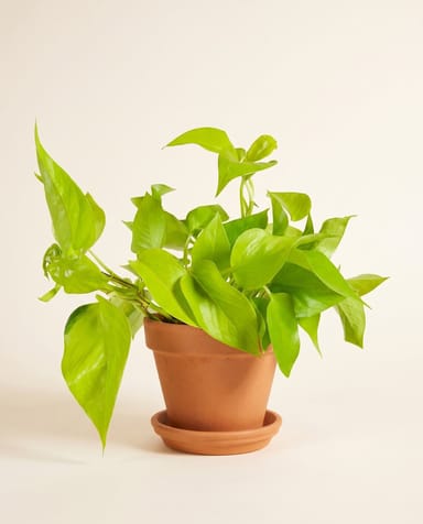 Epipremnum Efeutute Pinnatum Golden Pothos