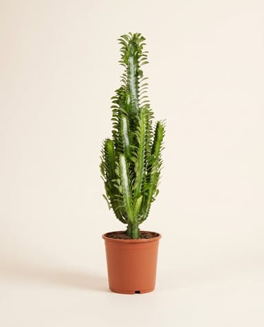 Euphorbia Wolfsmilch Trigona