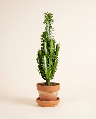 Euphorbia Wolfsmilch Trigona