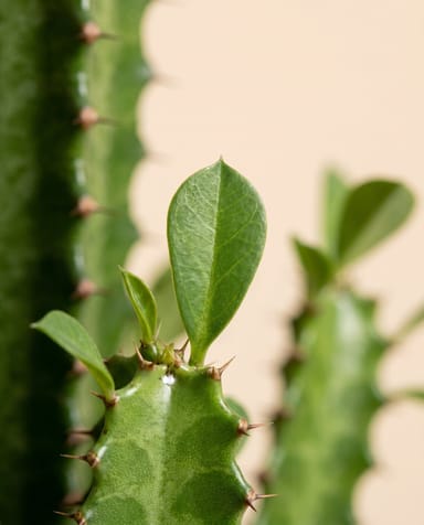 Euphorbia Wolfsmilch Trigona
