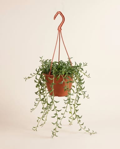 Senecio Kreuzkraut Peregrinus Jumping Dolphin