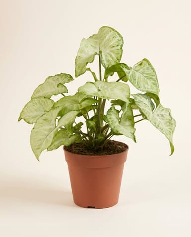 Syngonium Pianta freccia White Butterfly