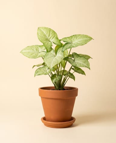 Syngonium Pianta freccia White Butterfly