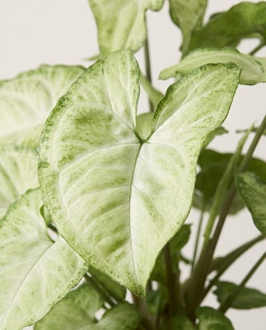 Syngonium Pianta freccia White Butterfly
