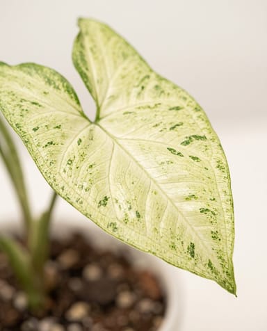 Syngonium Pianta freccia White Butterfly