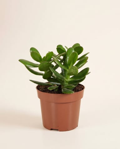 Succulent Albero di giada Crassula Ovata