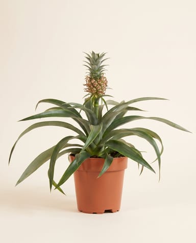 Ananas Ananas Amigo