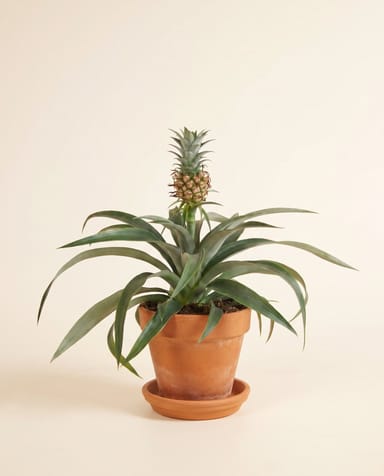 Ananas Ananas Amigo