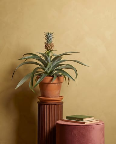 Ananas Ananas Amigo