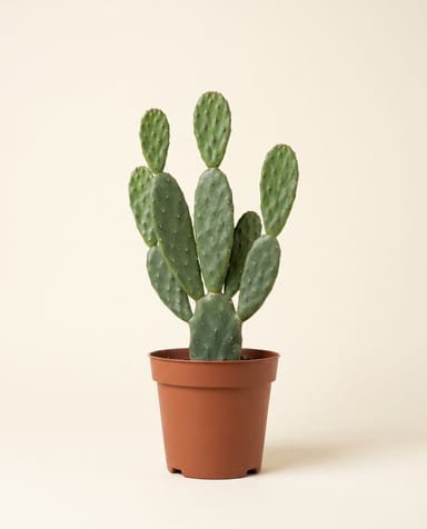 Opuntia Prickly pear Rubescens