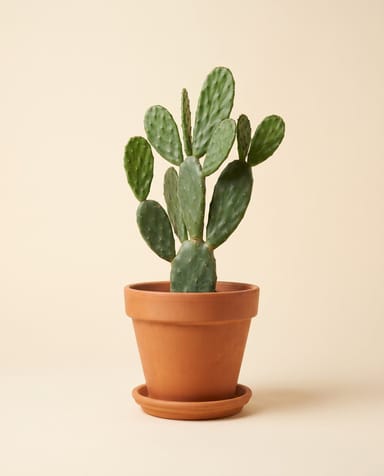 Opuntia Prickly pear Rubescens