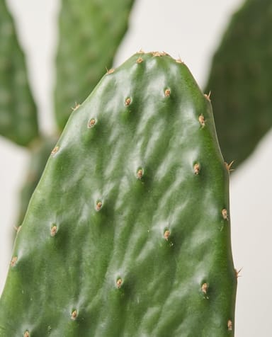 Opuntia Prickly pear Rubescens