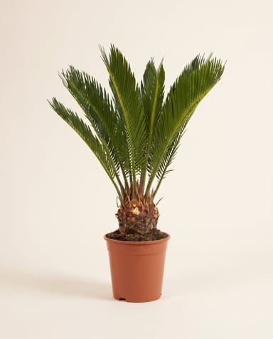 Cycas Sagoutier Revoluta