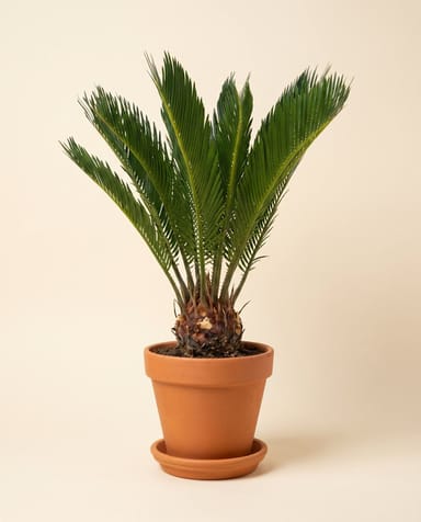 Cycas Sagoutier Revoluta