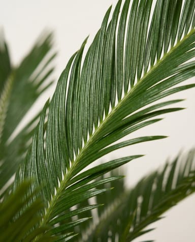 Cycas Sagoutier Revoluta