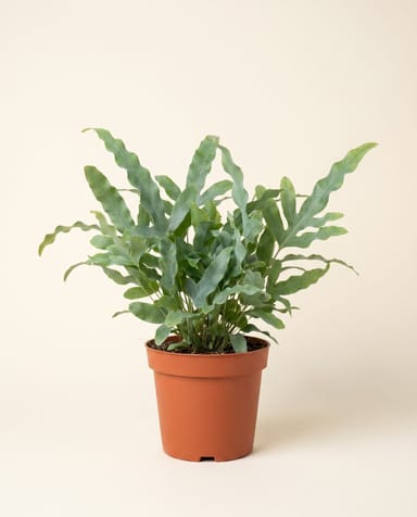 Phlebodium Blue star fern Aureum Blue Star