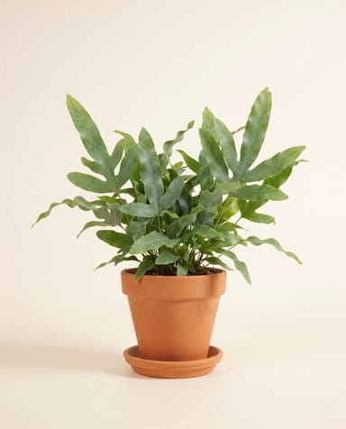 Phlebodium Blue star fern Aureum Blue Star