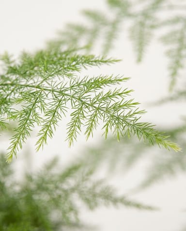 Asparagus Zierspargel Setaceus Plumosus