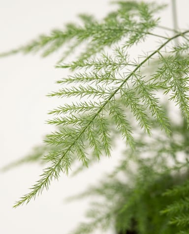 Asparagus Zierspargel Setaceus Plumosus