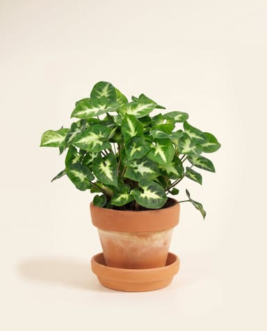 Syngonium Purpurtute Pixie
