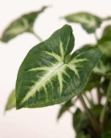Syngonium Purpurtute Pixie