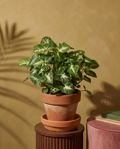 Syngonium Purpurtute Pixie