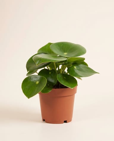 Peperomia Zwergpfeffer Rain Drop