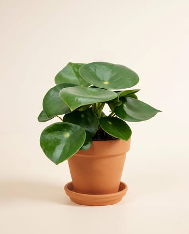 Peperomia Zwergpfeffer Rain Drop