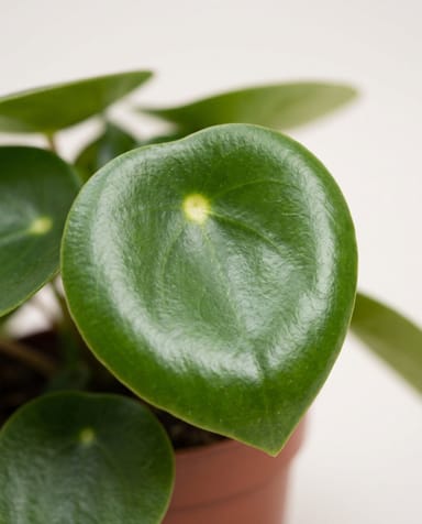 Peperomia Zwergpfeffer Rain Drop