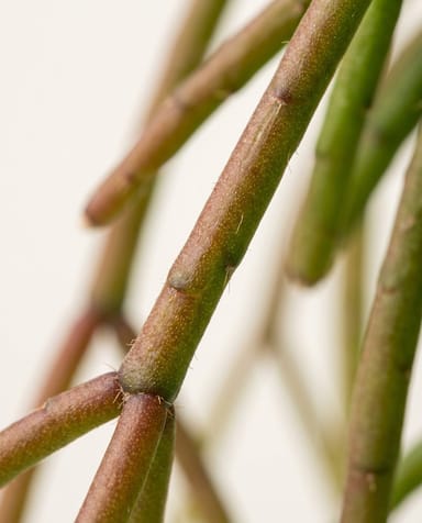 Bebé Rhipsalis Rhipsalis Burchellii