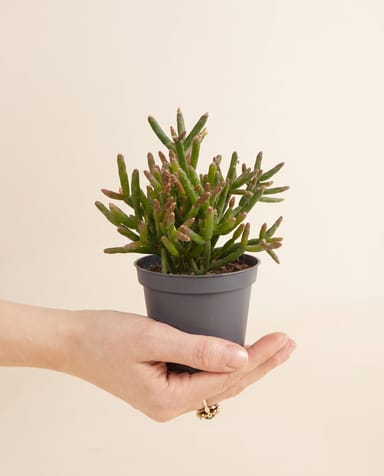Bebé Rhipsalis Rhipsalis Burchellii