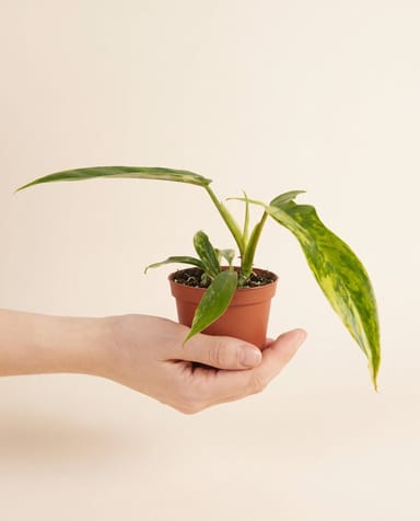 Baby Philodendron Liefdesboom Gloriosum Tricolor