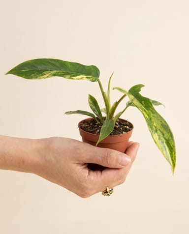 Baby Philodendron Love tree Florida Beauty X Tortum