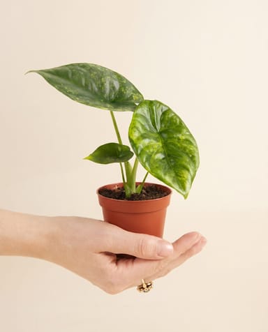 Baby Alocasia Pfeilblätter Sinuata Aurea