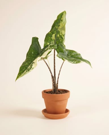 Bébé Alocasia Oreilles d'éléphant Tigrina Variegata