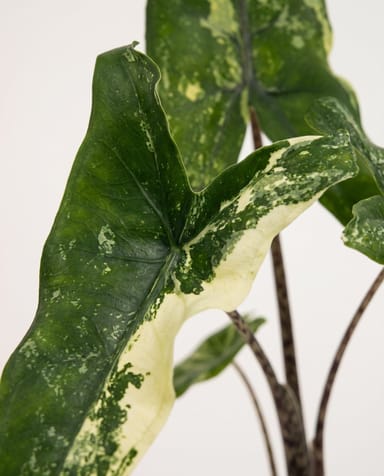 Bébé Alocasia Oreilles d'éléphant Tigrina Variegata