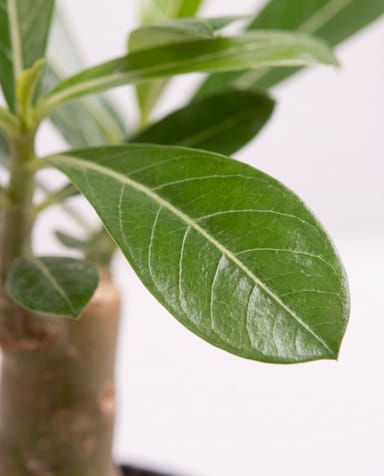 Baby Adenium Wüstenrose Obesum